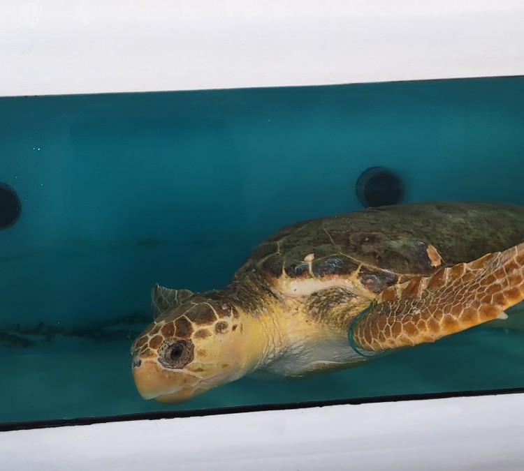 The Florida Aquarium Turtle Rehabilitation Center (Apollo&nbspBeach,&nbspFL)